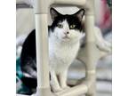 Adopt Yellow a Domestic Short Hair