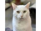 Adopt Periwinkle a Domestic Short Hair