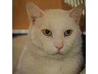 Adopt Periwinkle a Domestic Short Hair