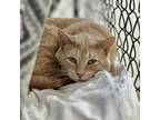 Adopt Orange a Domestic Short Hair