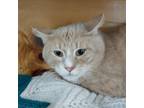 Adopt Teal a Domestic Short Hair