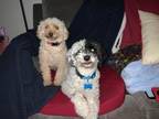 Adopt Dottie and Charlie a Poodle