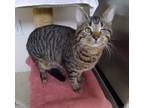 Adopt Lars (bonded with Jaimie) a Domestic Short Hair