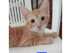 Adopt Ray a Domestic Short Hair