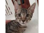 Adopt Goi a Domestic Short Hair