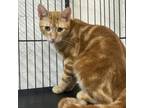 Adopt Pierre a Domestic Short Hair