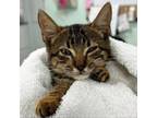 Adopt Crouton a Domestic Short Hair