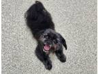 Adopt Bailey dog a Shih Tzu, Cairn Terrier