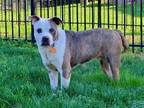 Adopt Brantley a Pit Bull Terrier