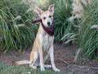 Adopt BIG BOY a Carolina Dog, Mixed Breed