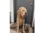 Adopt Kelce a Golden Retriever, Standard Poodle