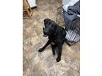 Adopt Mikey a Labrador Retriever