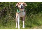 Adopt Dallas a American Staffordshire Terrier, Boxer