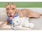 Adopt Salami a American Staffordshire Terrier, Mixed Breed