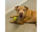 Adopt Jaxon a American Staffordshire Terrier