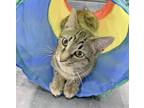 Adopt Elvis Purrsley a Domestic Short Hair, Tabby