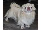 Adopt Wheaty a Pekingese