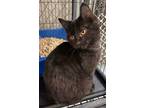 Adopt C.lover a Domestic Short Hair