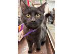 Adopt Bling a Domestic Short Hair