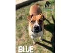 Adopt Blue a Australian Cattle Dog / Blue Heeler