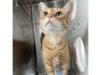 Adopt Taz a Domestic Short Hair