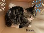 Adopt Skittles a Domestic Medium Hair