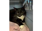 Adopt Paul a Domestic Medium Hair