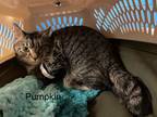 Adopt Pumpkin a Domestic Medium Hair