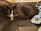 Adopt Woody a Domestic Medium Hair