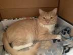 Adopt Doubloons a Domestic Short Hair