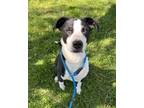 Adopt Rocky a Border Collie, Mixed Breed
