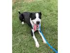 Adopt Rocky a Border Collie, Mixed Breed