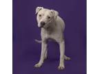 Adopt Marty a Mixed Breed