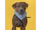 Adopt Mikey a Doberman Pinscher, Pit Bull Terrier