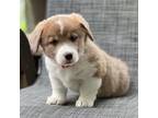 Pembroke Welsh Corgi Puppy for sale in Osceola, IA, USA