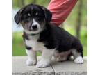 Pembroke Welsh Corgi Puppy for sale in Osceola, IA, USA