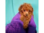 Poodle (Toy) Puppy for sale in Earlsboro, OK, USA