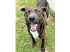 Adopt DINGO a Labrador Retriever, Mixed Breed