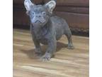 French Bulldog Puppy for sale in Folsom, CA, USA