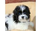 Zuchon Puppy for sale in Youngstown, OH, USA