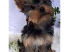 Yorkshire Terrier Puppy for sale in Riverbank, CA, USA