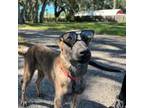 Dutch Shepherd Dog Puppy for sale in Plant City, FL, USA
