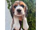 Rocky the beagle