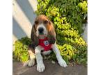 Beagle Puppy for sale in Santa Ana, CA, USA