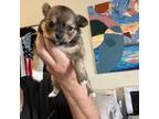 Chihuahua Puppy for sale in Washington, DC, USA