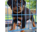 Rottie