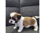 Shih Tzu Puppy for sale in Rockville, MD, USA