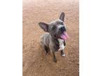 Adopt BUSTER a Boston Terrier, Mixed Breed