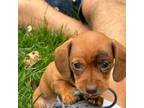 Dachshund Puppy for sale in Morganton, NC, USA