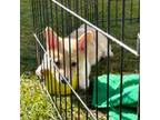 Pembroke Welsh Corgi Puppy for sale in Mount Pleasant, MI, USA